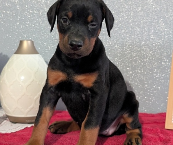 Medium Photo #3 Doberman Pinscher Puppy For Sale in GOSHEN, IN, USA