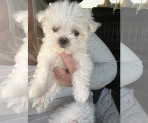 Maltese Puppy for sale in CLOVERDALE, IN, USA