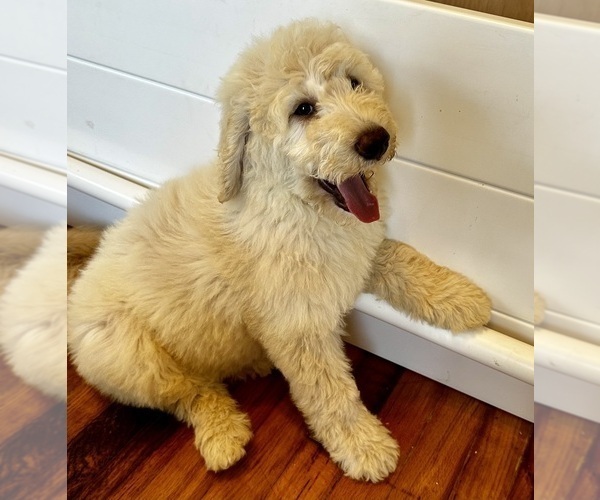 Medium Photo #18 Goldendoodle Puppy For Sale in PENSACOLA, FL, USA