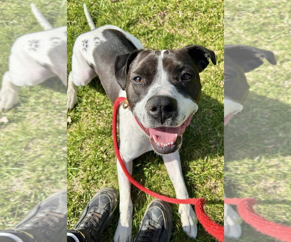 Medium Photo #5 Pointer-Unknown Mix Puppy For Sale in Rockaway, NJ, USA