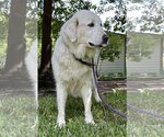 Small Photo #15 Great Pyrenees Puppy For Sale in Spring, TX, USA