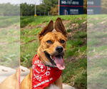 Small #35 American Staffordshire Terrier-German Shepherd Dog Mix