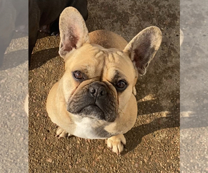 Mother of the French Bulldog puppies born on 09/26/2024
