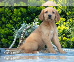 Puppy Lindy Golden Retriever