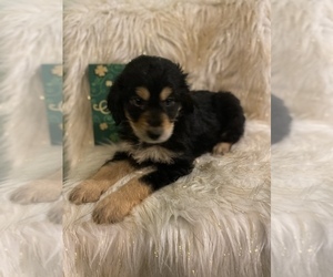 Aussiedoodle Puppy for sale in BEECH GROVE, IN, USA