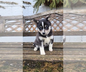 Medium Pomsky