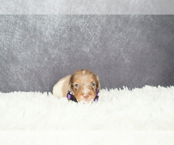 Medium Photo #1 Dachshund Puppy For Sale in INDEPENDENCE, IA, USA