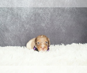 Dachshund Puppy for sale in INDEPENDENCE, IA, USA