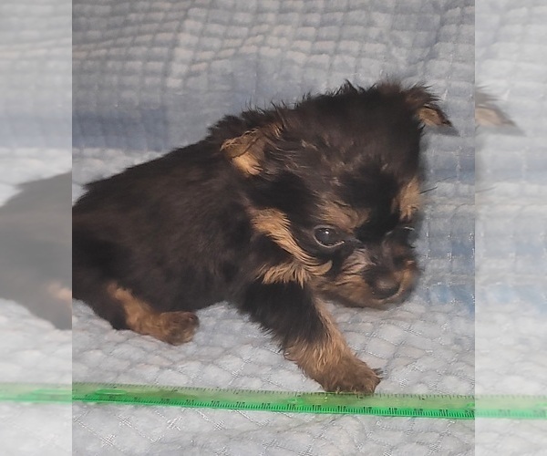 Medium Photo #257 Yorkshire Terrier Puppy For Sale in AKRON, OH, USA