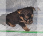 Small Photo #257 Yorkshire Terrier Puppy For Sale in AKRON, OH, USA