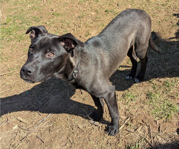 Medium Photo #11 American Pit Bull Terrier-German Shepherd Dog Mix Puppy For Sale in White Bluff, TN, USA