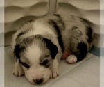 Small Photo #6 Australian Shepherd Puppy For Sale in MATTHEWS, NC, USA