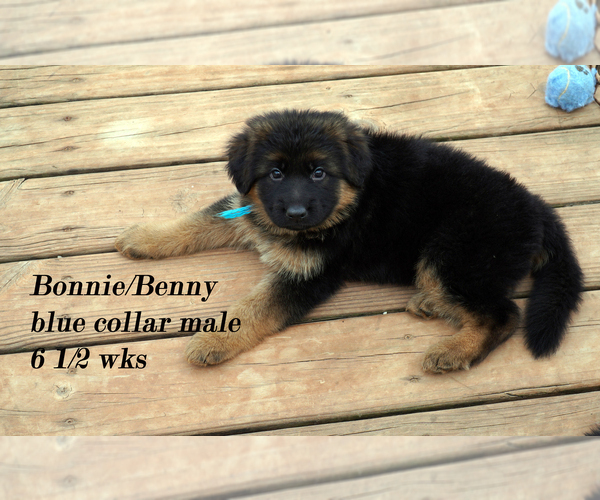 Medium Photo #30 German Shepherd Dog Puppy For Sale in CHRISNEY, IN, USA