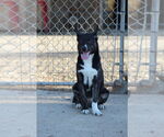 Small #1 Australian Kelpie Mix