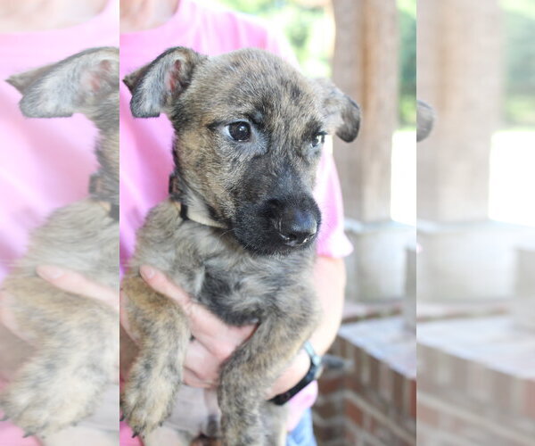 Medium Photo #1 Mutt Puppy For Sale in Prattville, AL, USA