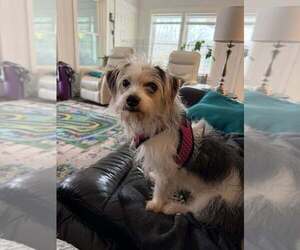 Mutt Dogs for adoption in Candler, NC, USA