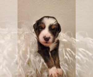 Miniature Australian Shepherd Puppy for sale in ROSEVILLE, CA, USA