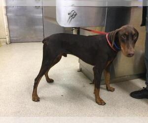 Doberman Pinscher Dogs for adoption in Riverside, CA, USA