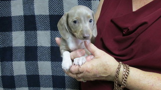 Dachshund Puppy for sale in RICHMOND, TX, USA