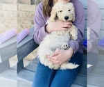 Small Photo #10 Labradoodle Puppy For Sale in AMARILLO, TX, USA