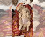Small #2 Poochon