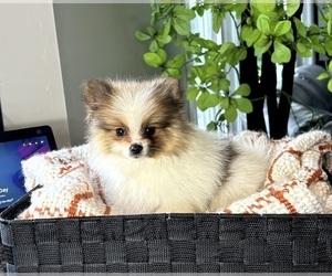 Pomeranian Puppy for sale in FRANKLIN, IN, USA