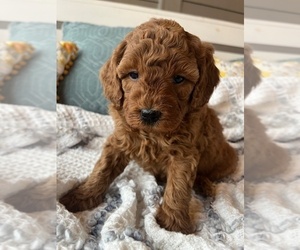 Goldendoodle (Miniature) Litter for sale in CULLMAN, AL, USA