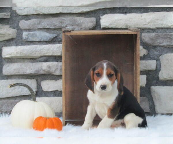 Medium Photo #6 Beagle Puppy For Sale in SUGARCREEK, OH, USA