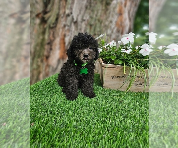 Medium Photo #1 Poodle (Toy) Puppy For Sale in INDIANAPOLIS, IN, USA
