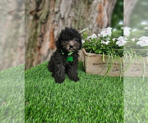 Poodle (Toy) Puppy for sale in INDIANAPOLIS, IN, USA