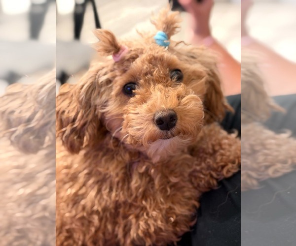 Medium Photo #1 Poodle (Miniature) Puppy For Sale in Holly Springs, NC, USA