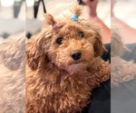 Flame - Female Poodle (Miniature) Dog for Adoption - Small photo