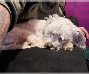 Tokyo - Male Poodle (Toy) Dog for Adoption - Photo #3