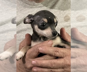 Chihuahua Puppy for sale in BARNWELL, SC, USA