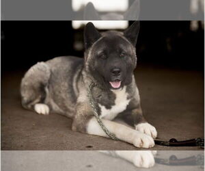 Felicia - Female Akita Dog for Adoption - Photo #4