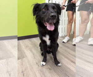 Labrador Retriever-Unknown Mix Dogs for adoption in The Woodlands, TX, USA