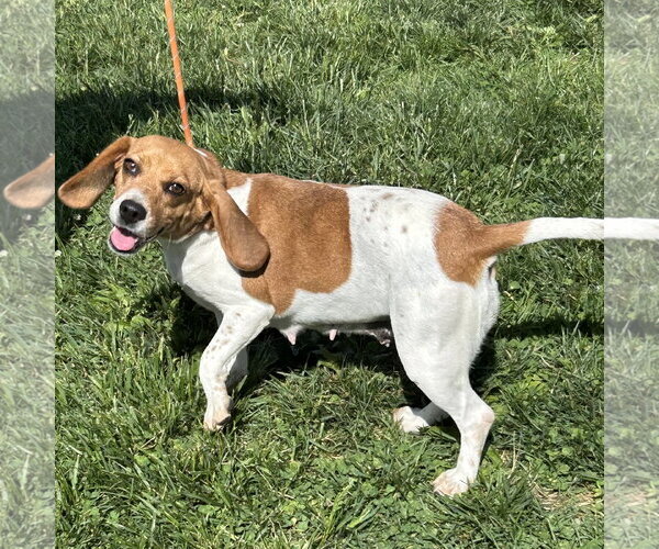 Medium Photo #2 Beagle Puppy For Sale in Batavia, OH, USA