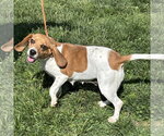 Small #1 Beagle