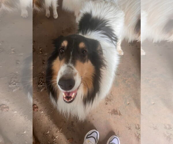 Medium Photo #2 Collie Puppy For Sale in Pueblo West, CO, USA