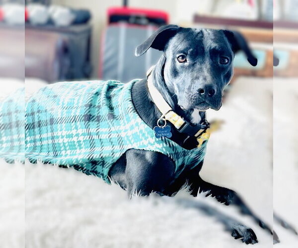 Medium Photo #3 Mutt Puppy For Sale in Fargo, ND, USA