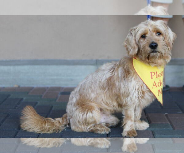 Medium Photo #11 Doodle Puppy For Sale in Mission Viejo, CA, USA