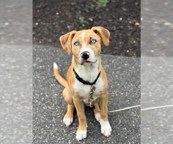 Medium Photo #26 Labrador Retriever-Unknown Mix Puppy For Sale in Brewster, NY, USA