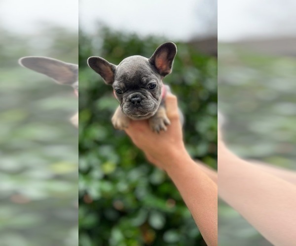 Medium Photo #9 French Bulldog Puppy For Sale in ERIAL, NJ, USA