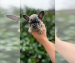 Small #8 French Bulldog