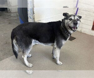 Border Terrier-Unknown Mix Dogs for adoption in San Bernardino, CA, USA