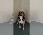 Small #1 Beagle Mix