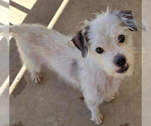 Norfolk Terrier-Unknown Mix Dogs for adoption in San Antonio, TX, USA