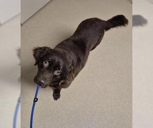 Labrador Retriever-Unknown Mix Dogs for adoption in Decatur, IL, USA