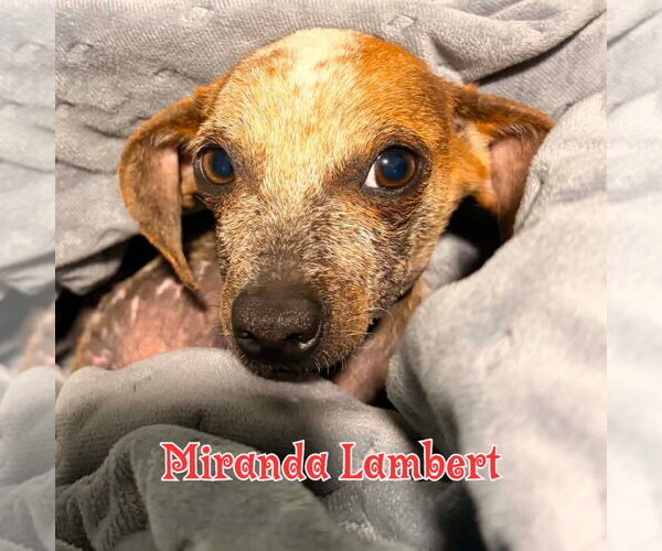 Medium Photo #37 Dachshund Puppy For Sale in San Antonio, TX, USA