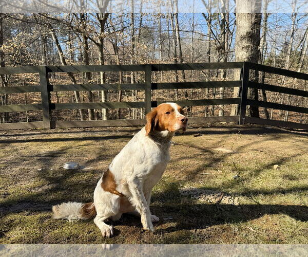 Medium Photo #1 Brittany Puppy For Sale in Curwensville, PA, USA